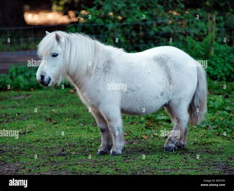 White Shetland pony Breda the netherlands Stock Photo - Alamy