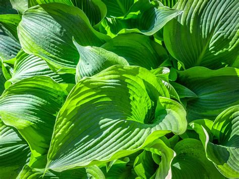 Hosta Plants For Sun – Choosing Hostas That Like Sun