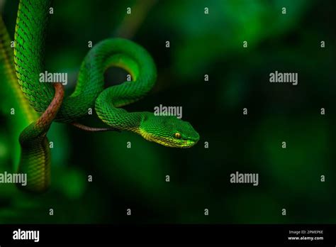 Green pit viper in habitat Stock Photo - Alamy