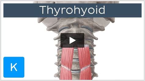 Thyrohyoid: Origin, insertion, innervation and action | Kenhub