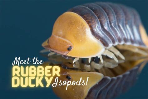 Meet the Super Cute (and Super Rare) Rubber Ducky Isopod!