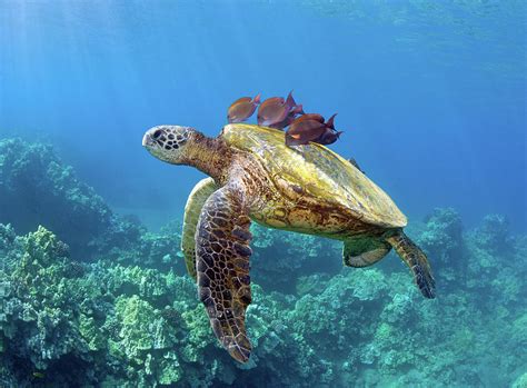 Sea Turtle Underwater Photograph by M.m. Sweet