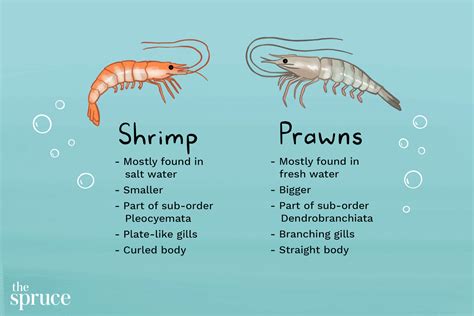 There Are a Few Differences Between Shrimp and Prawns | Prawn shrimp ...