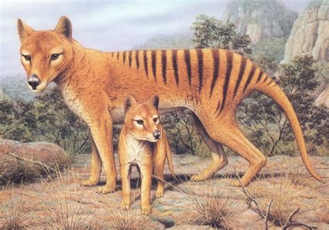 Animals Plants Rainforest: Tasmanian tiger (Thylacinus cynocephalus)