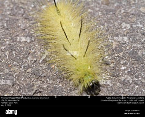 American Dagger Moth larva (Noctuidae, Acronicta americana ...