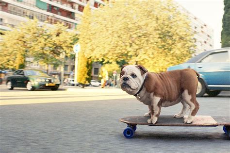 Is The Dog Really Skateboarding In The Churchill Advert