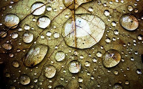 Drops, Macro, Sheet, Leaf, Veins HD wallpaper | Pxfuel