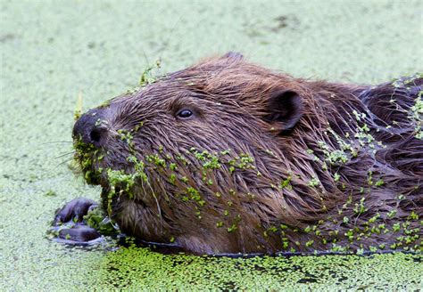 beaver-bialowieza-forest - Greenwings Wildlife Holidays