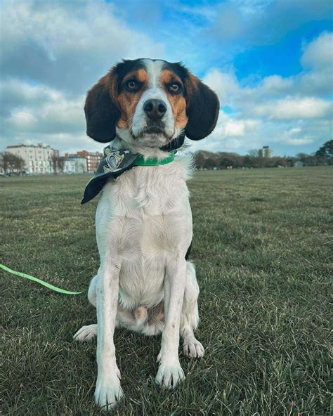 Cocker Spaniel Beagle Lab Mix