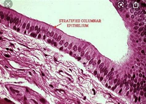 Stratified columnar | Cells and tissues, Flashcards, Mammary gland