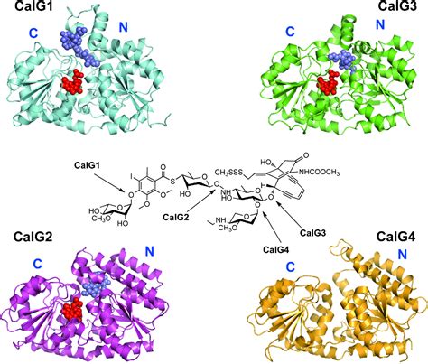 Figure 2 from Glycosyltransferase structural biology and its role in ...