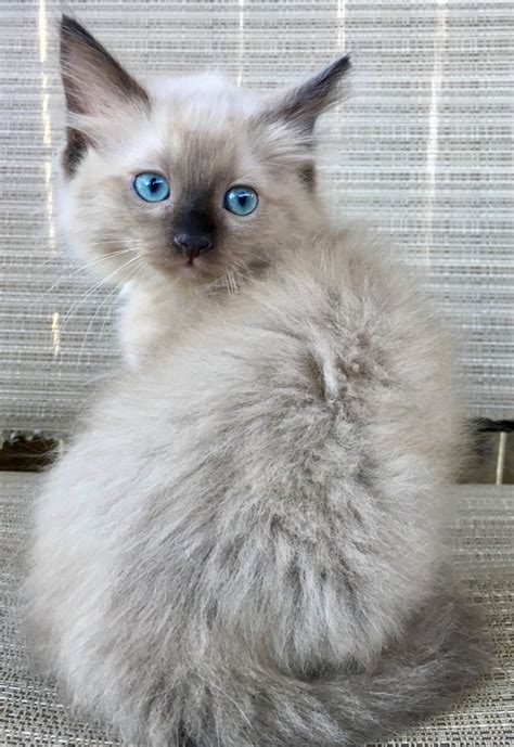 Ragdoll Cats For Sale | Escondido, CA #306429 | Petzlover