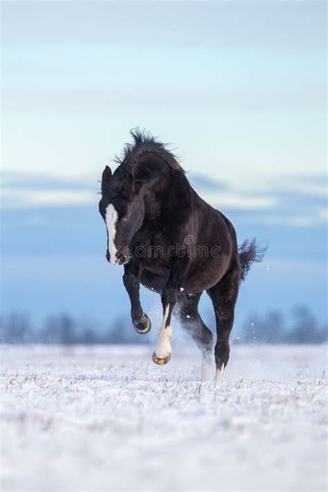 Hanoverian Horse Running on the Snow in Wintertime. Stock Photo - Image ...