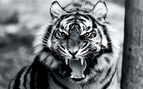 Download Wallpaper Harimau Putih Hd - Azka Gambar