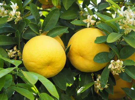 How to Grow a Grapefruit Tree: The Complete Guide - Minneopa Orchards