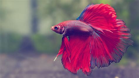 Betta Fish Care