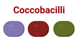 Coccobacilli: Characteristics and Common Examples