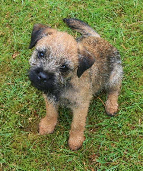 Pin by Chris Green on Border Terriers | Border terrier, Terrier dogs ...