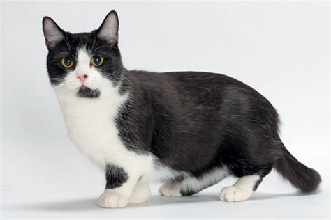 Munchkin vs Oriental Longhair - Breed Comparison | MyCatBreeds