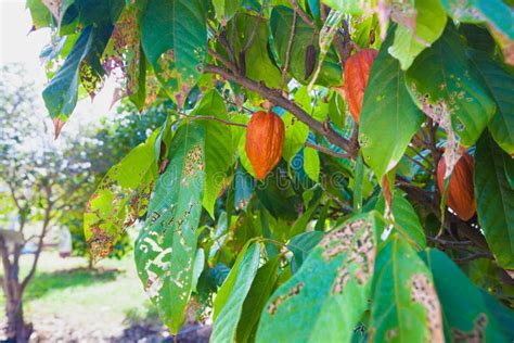 Cocoa Bean in Fruit on Tree Stock Image - Image of island, foliage ...