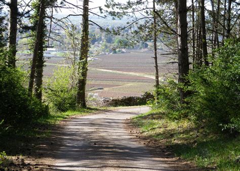 Cote de Beaune Up Close | winecountrywandering