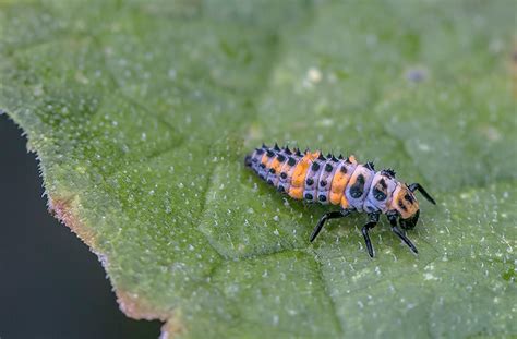 Ladybug Life Cycle | Identify Immature Lady Beetles | joegardener®