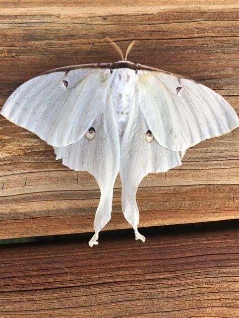 Ever see a white luna moth before? Location is middle Tennessee area ...