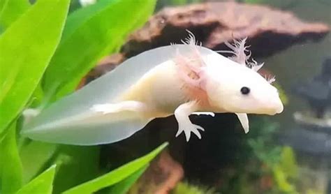 What Do Axolotls Eat - AMPHIPEDIA