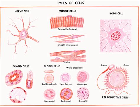 Les Sciences : Les Cellules