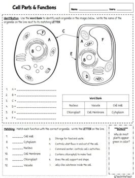 life cycle worksheets have fun teaching - classifying life science ...