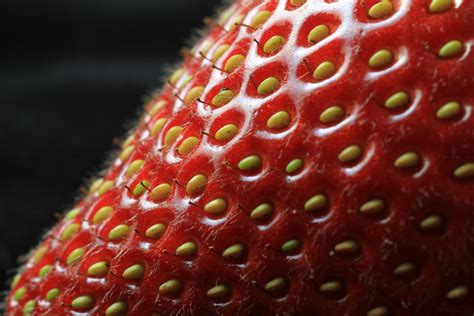 Why don’t we grow strawberries from seed? | Strawberry Center BLOG