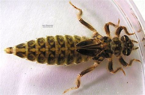 Gomphidae Dragonfly Nymph (larvae) from the Namekagon River in ...