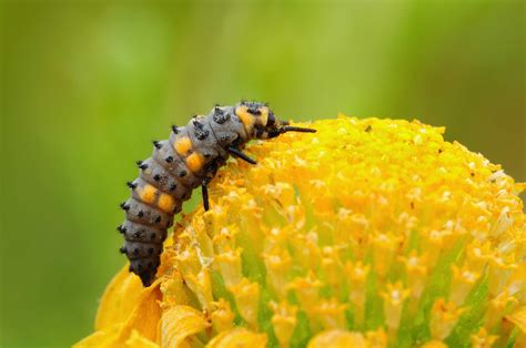 The 4 Stages of the Ladybug Life Cycle