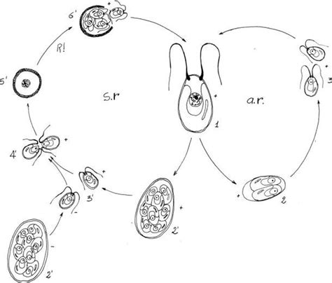 Glomeromycota Life Cycle