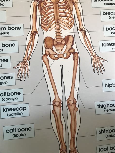 Fetch Diagram Of Human Anatomy Free Images - Www