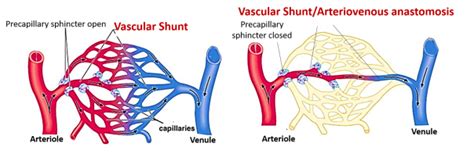 End arteries - Anastomosis - Collateral circulation - AnatomyQA