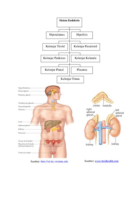 (PDF) Sistem Endokrin Hipotalamus Hipofisis Kelenjar Tiroid Kelenjar ...