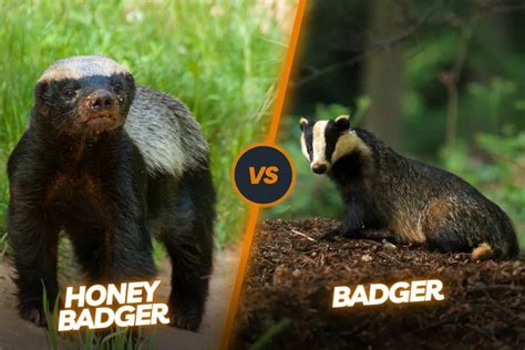 Badger Vs Honey Badger: The Ultimate Badger Showdown