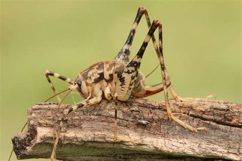 Are Spider Crickets Dangerous? - My Pest Pros