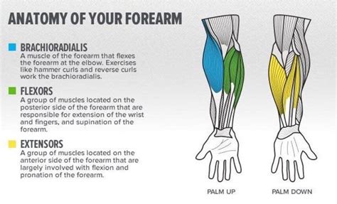 Forearm Structure | Muscle anatomy, Forearm muscles, Anatomy