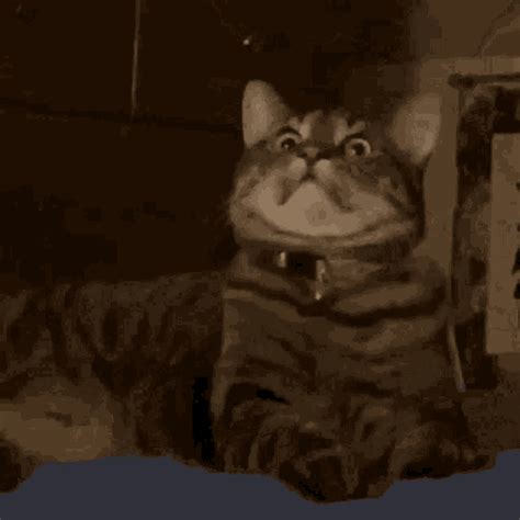 Traumatized Cat GIF - Traumatized Cat Scared - Discover & Share GIFs