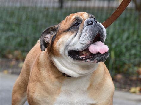 UPDATED! English Bulldog: Breed of the Week - Urban Dog