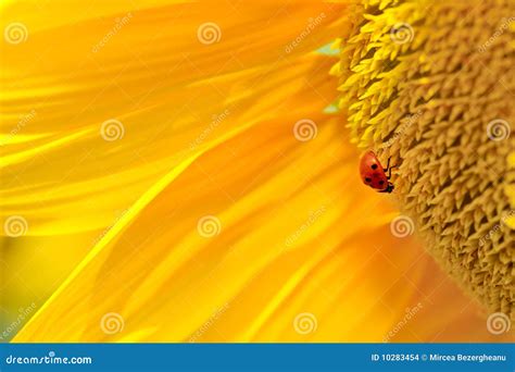 Ladybug on sunflower stock photo. Image of background - 10283454