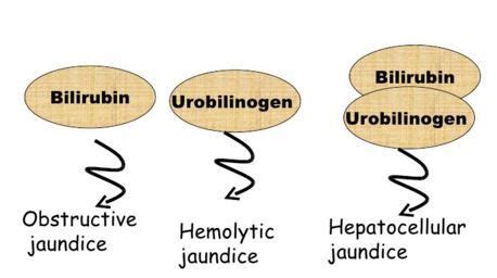 Urobilinogen in Urine Causes, Procedure, Normal Values, Clinical ...