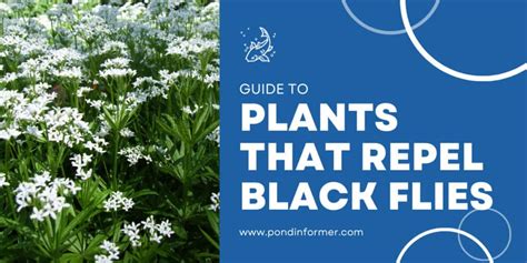 8 Plants That Repel Black Flies 2023 [Plants Flies Hate] - Pond Informer