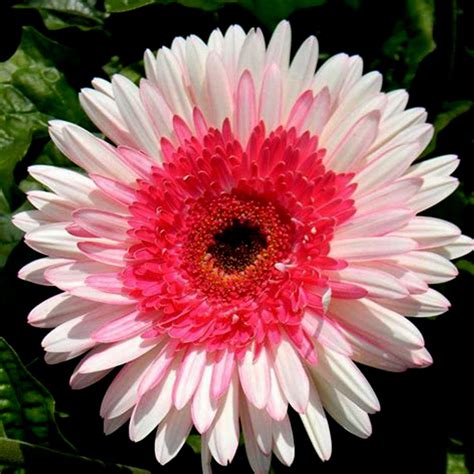 PINK Series Gerbera Daisy Seeds 20+ Perennial Gerbera Jamesonni Plants ...