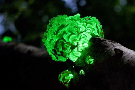 10 Cool Facts About Bioluminescent Mushrooms (and Where to Find Them ...