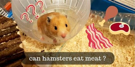 Are Dog Treats Safe For Hamsters