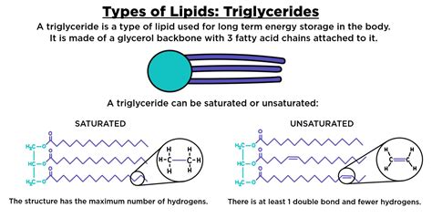 Triglyceride — Structure & Function - Expii