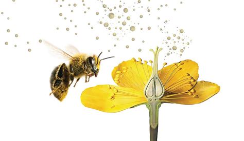 7 Ways Plant Nutrition Complexes Can Support Pollination and Fertilization